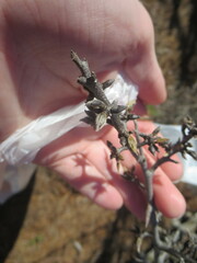 Diospyros rhombifolia