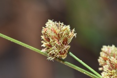 Cyperus reflexus