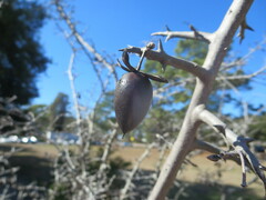 Diospyros rhombifolia