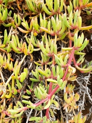 Disphyma australe australe