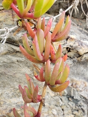 Disphyma australe australe