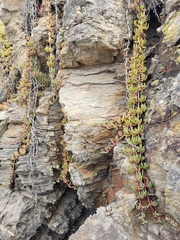 Disphyma australe australe