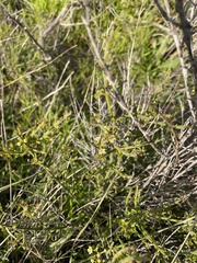 Adolphia californica