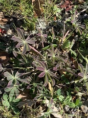 Lupinus succulentus