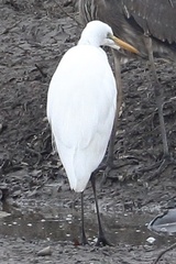 Ardea alba