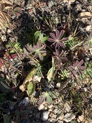 Lupinus succulentus