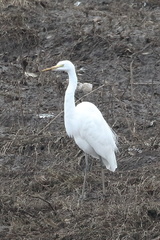 Ardea alba