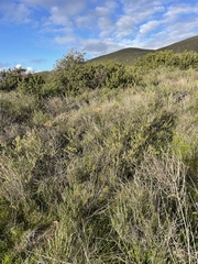 Adolphia californica