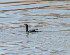 Phalacrocorax carbo