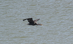 Phalacrocorax carbo
