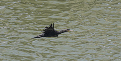 Phalacrocorax carbo