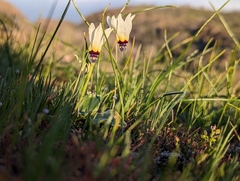 Primula clevelandii