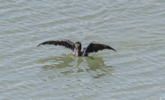 Phalacrocorax carbo