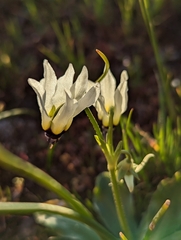 Primula clevelandii
