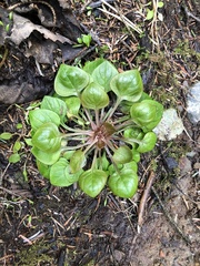 Claytonia sibirica