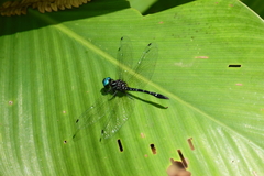Macrothemis tessellata
