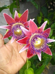 Passiflora venusta