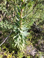 Osteospermum corymbosum