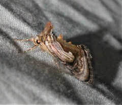 Chrysanympha formosa