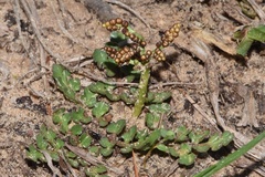 Sceptridium lunarioides