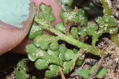 Sceptridium lunarioides