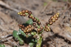 Sceptridium lunarioides