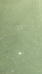 Barbonymus gonionotus