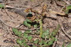 Sceptridium lunarioides