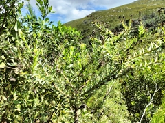 Osteospermum corymbosum