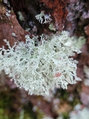 Ramalina intermedia