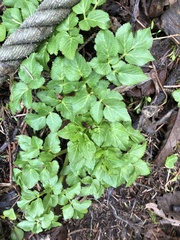 Angelica lucida