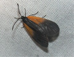 Pyromorpha dimidiata