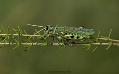 Diponthus argentinus