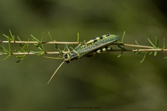 Diponthus argentinus