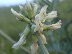 Astragalus curtipes