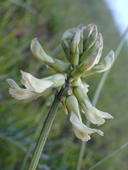 Astragalus curtipes