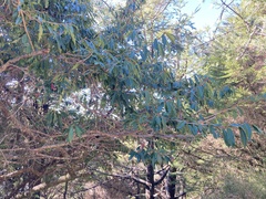 Photinia niitakayamensis