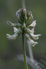 Astragalus curtipes