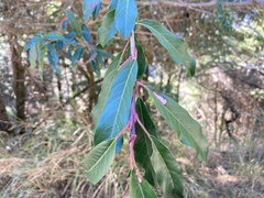 Photinia niitakayamensis
