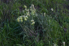 Astragalus curtipes