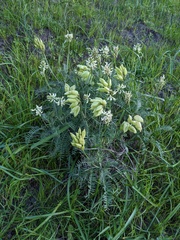 Astragalus curtipes