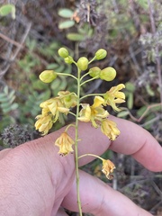 Erythrostemon pannosus