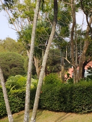 Callosciurus caniceps