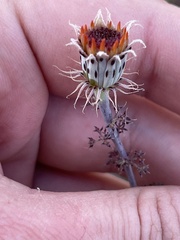 Adenophyllum speciosum