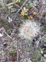 Adenophyllum speciosum