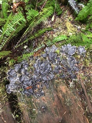 Peltigera neopolydactyla