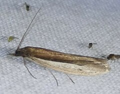 Tampa dimediatella