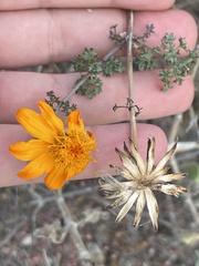 Adenophyllum speciosum