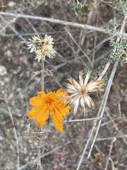 Adenophyllum speciosum