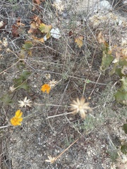 Adenophyllum speciosum